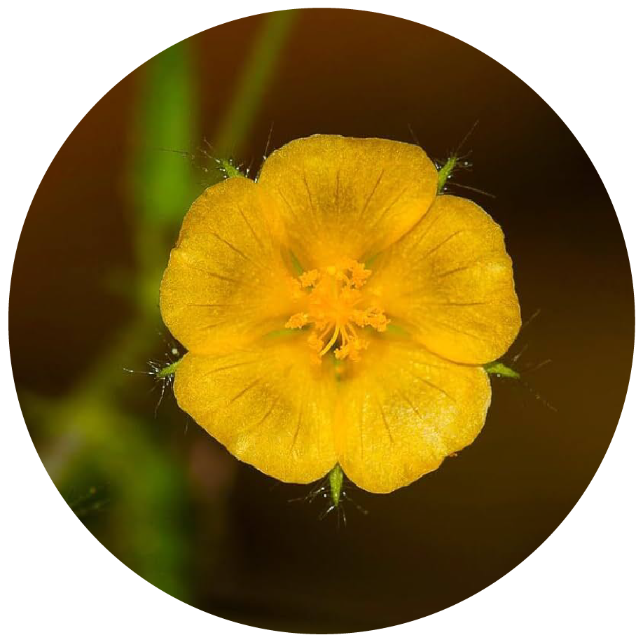 Sida crdifolia